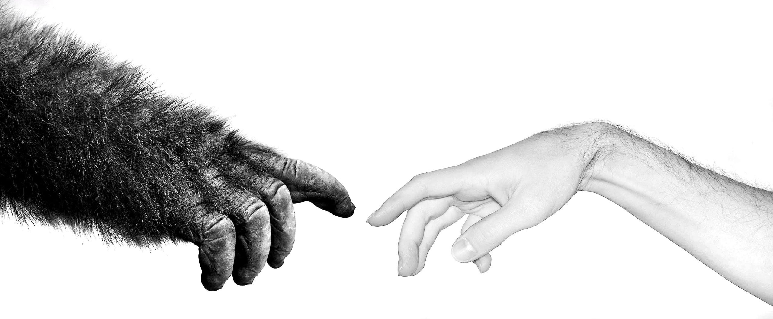 Foto Mano Gorila pc