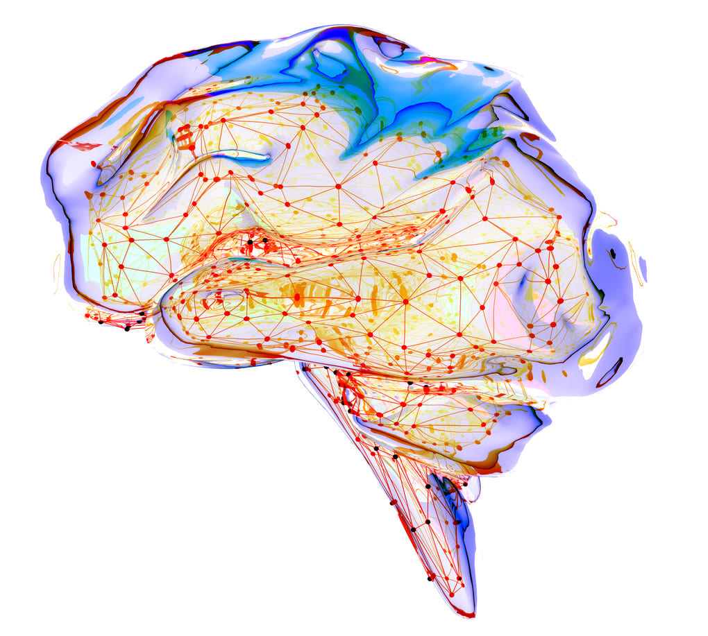 imagen cerebro